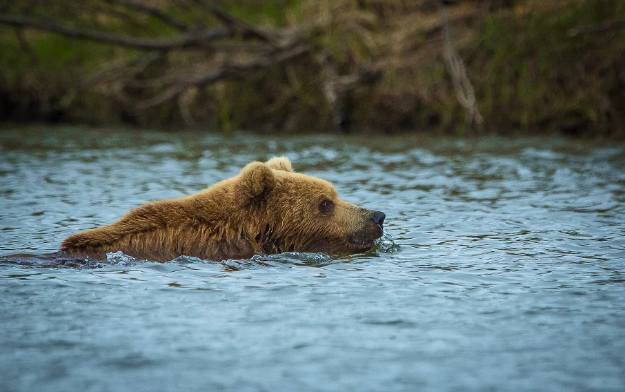 Бурые медведи, песцы, лисицы, грызуны в их естественной среде обитания