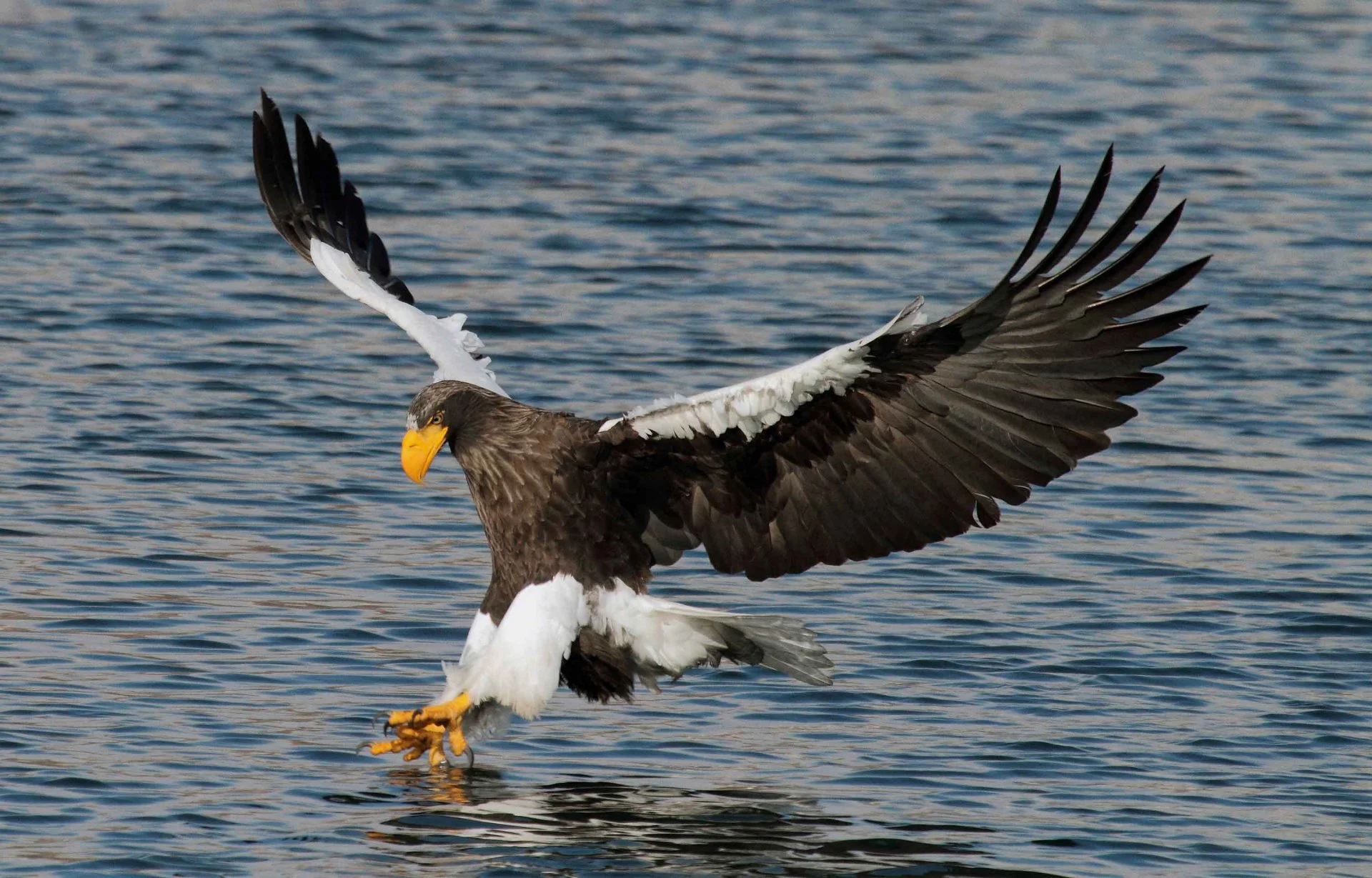 Многочисленные птичьи базары: топорки, кайры, ипатки, бакланы, белоплечие орланы
